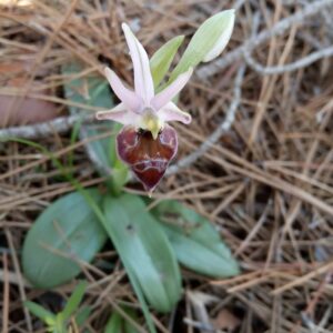 Ophrys argolica subsp. elegans