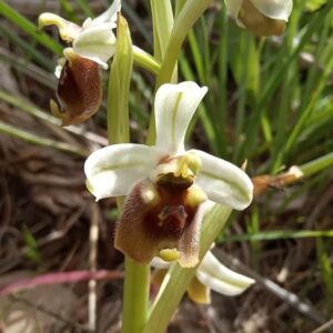 Ophrys bornmuelleri subsp. grandiflora