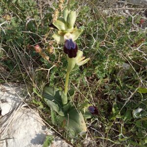 Ophrys fusca subsp. iricolor