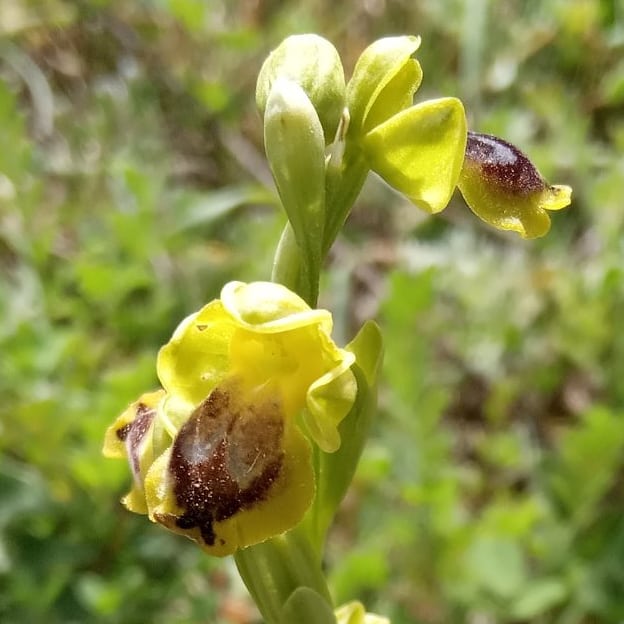 Ophrys lutea subsp. galilea