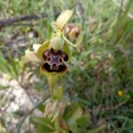 Ophrys umbilicata subsp. attica