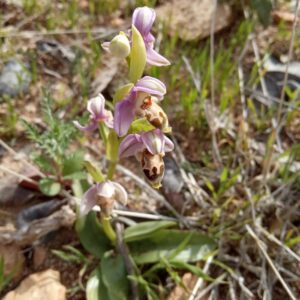 Ophrys umbilicata subsp. lapethica