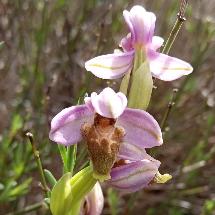 Ophrys umbilicata subsp. lepethica