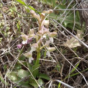 Anacamptis morio subsp. syriaca