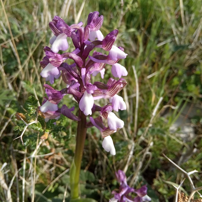 Anacamptis morio subsp. syriaca