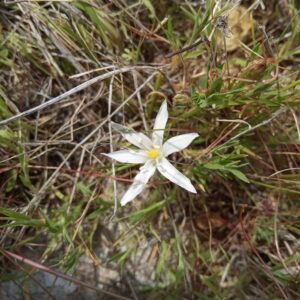 Ornithogalum pedicellare