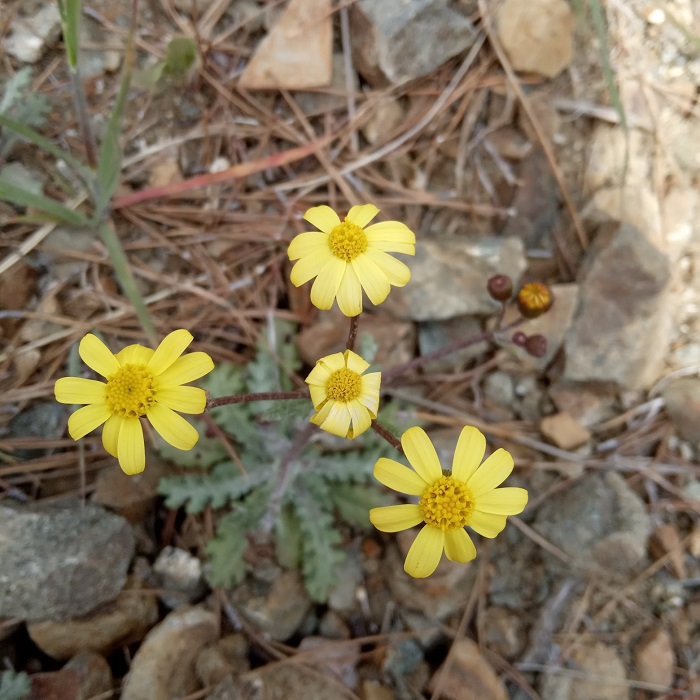 Senecio leucanthemifolius subsp. vernalis