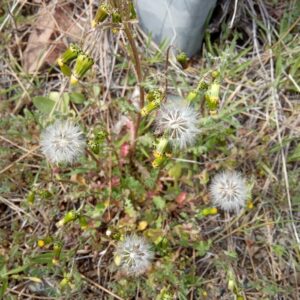 Senecio vulgaris