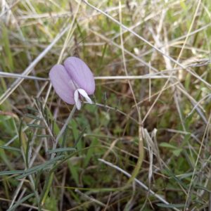 Vicia peregrina