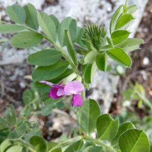 Vicia sativa subsp. sativa