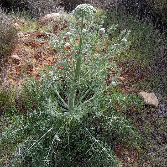 Zosima absinthifolia