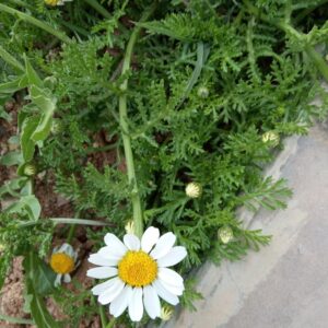 Anthemis palaestina