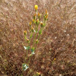 Blackstonia acuminata subsp. acuminata