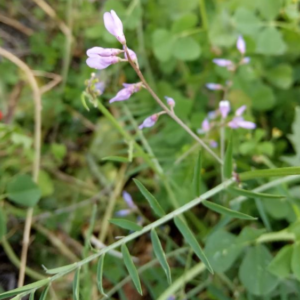 Vicia palaestina