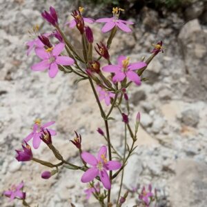 Centaurium erythraea subsp. rhodense