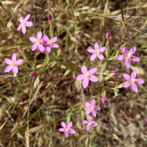 Centaurium pulchellum subsp. pulchellum