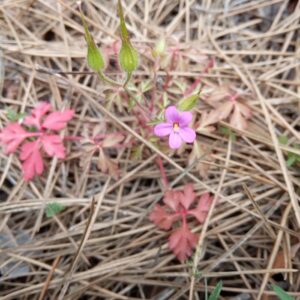 Geranium purpureum