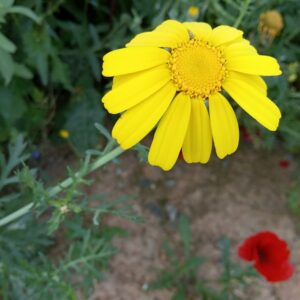 Glebionis coronaria var. coronaria