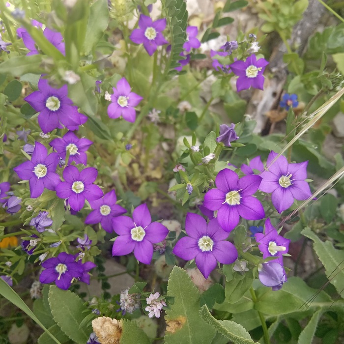 Legousia speculum-veneris