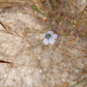 Linum bienne