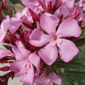 Nerium oleander