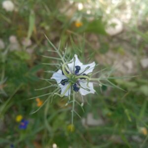 Nigella damascena