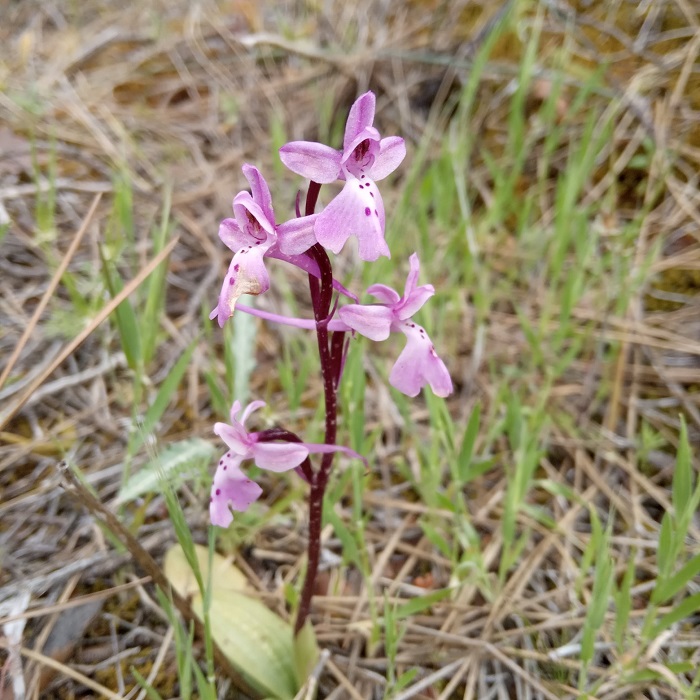 Orchis anatolica