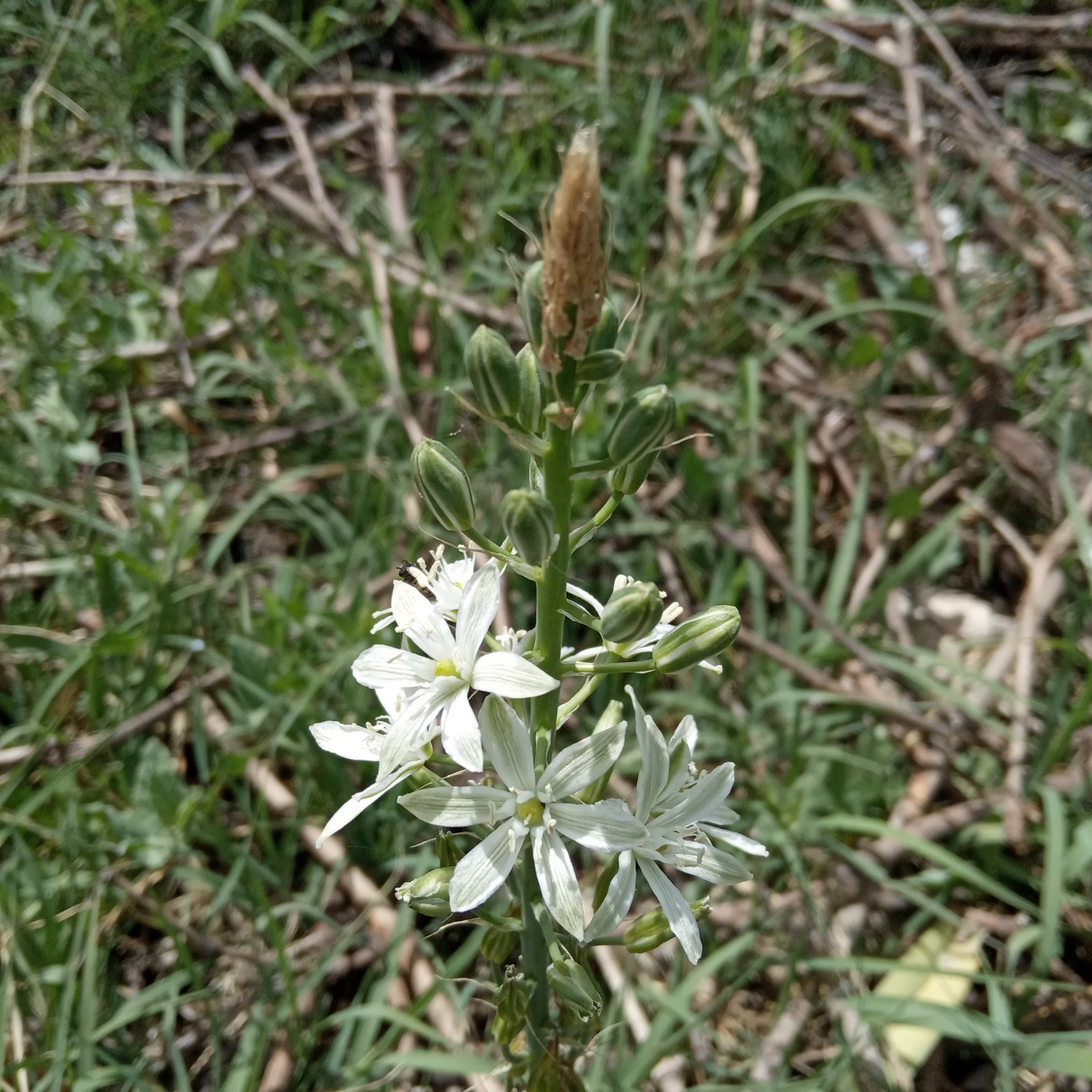 Ornithogalum narbonense