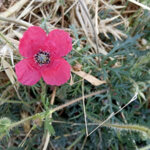 Papaver hybridum