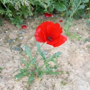 Papaver rhoeas subsp. rhoeas