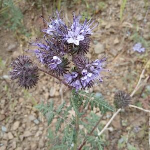 Phacelia tanacetifolia