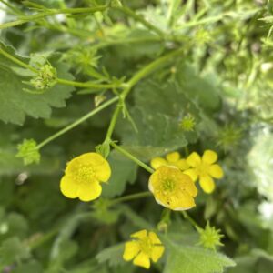 Ranunculus arvensis