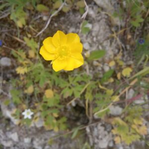 Ranunculus millefoliatus subsp. leptaleus