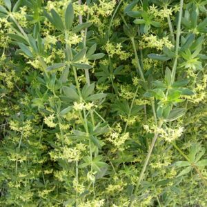 Rubia tenuifolia