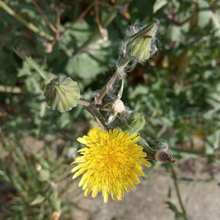 Sonchus oleraceus