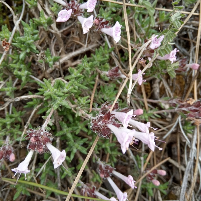 Thymus integer