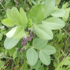 Vicia johannis