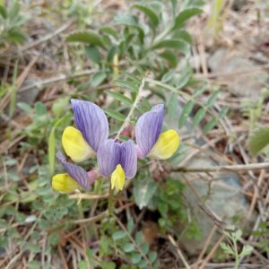 Vicia lunata