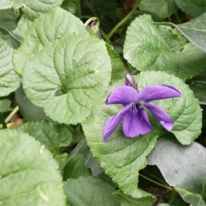 Viola odorata