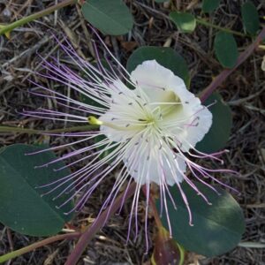 Capparis spinosa