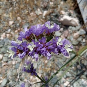 Limonium sinuatum