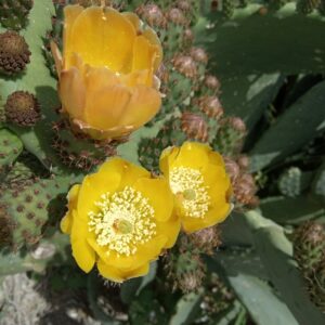 Opuntia ficus-indica