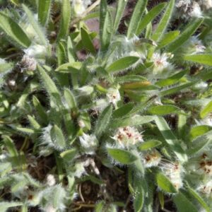 Plantago cretica