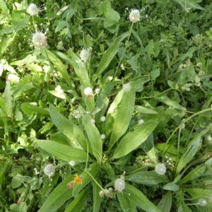 Plantago lagopus