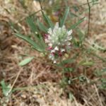 Trifolium pamphylicum