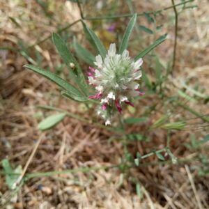 Trifolium pamphylicum