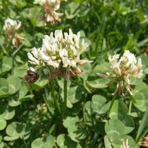 Trifolium repens