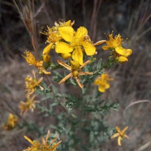 Hypericum perforatum subsp. veronense