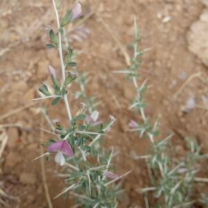 Ononis spinosa subsp. leiosperma