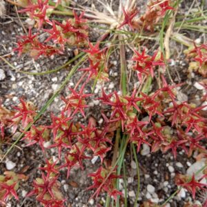 Sedum caespitosum